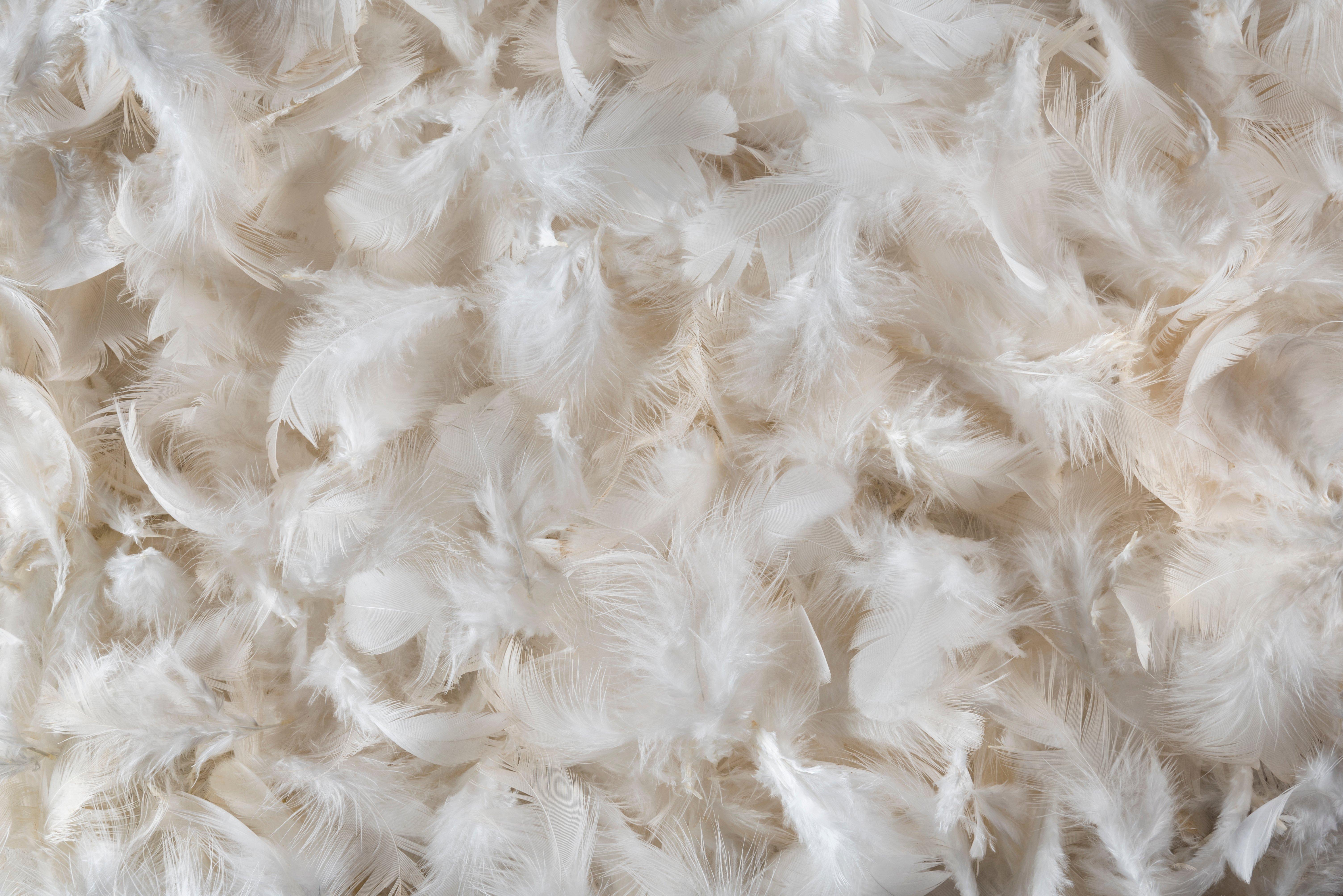 RM-Feathers-White-AdobeStock_220851428 3