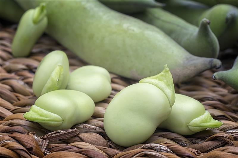 RM-Horse Beans-Broad Beans-Fresh-Closeup-shutterstock_785177164
