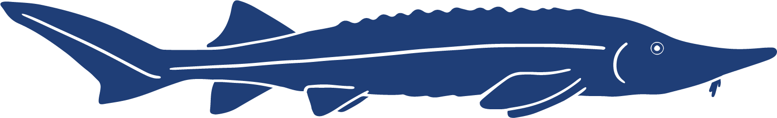 Fish Icons Siberian Sturgeon (Acipenser baeri).png