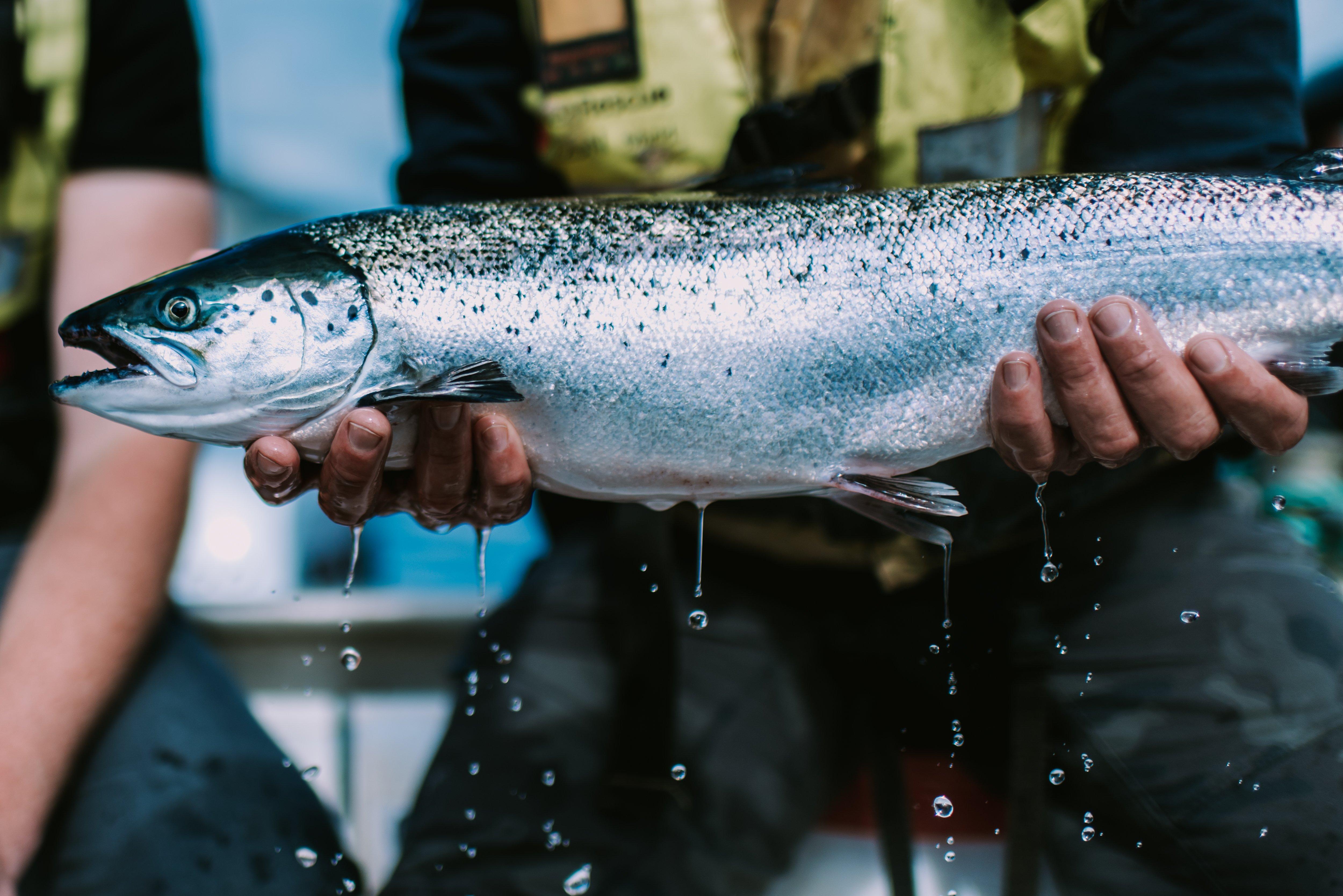 Image-Salmonid-Atlantic Salmon-Grower-biomar-1144
