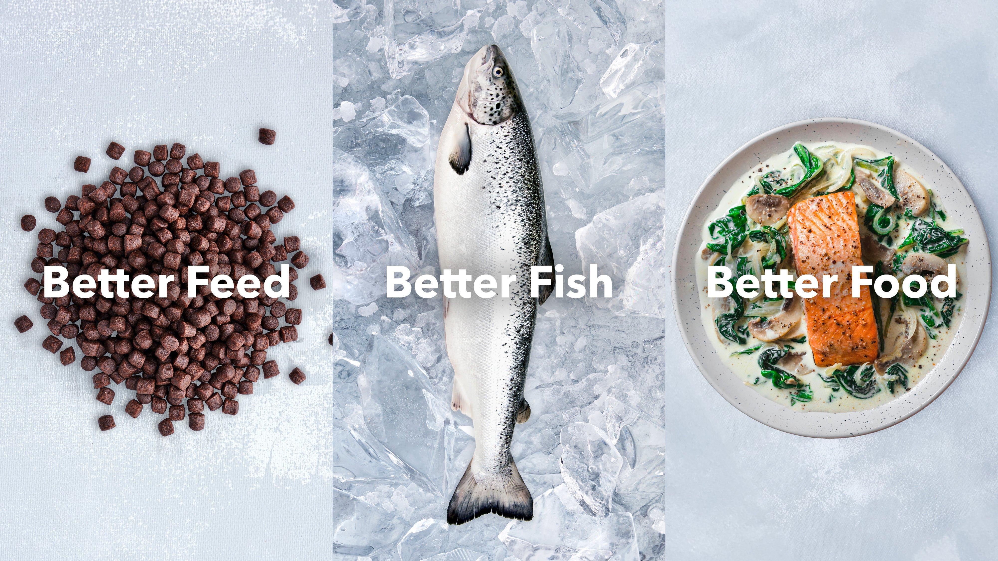 Image Campaign BFBFBF SoMe Salmon