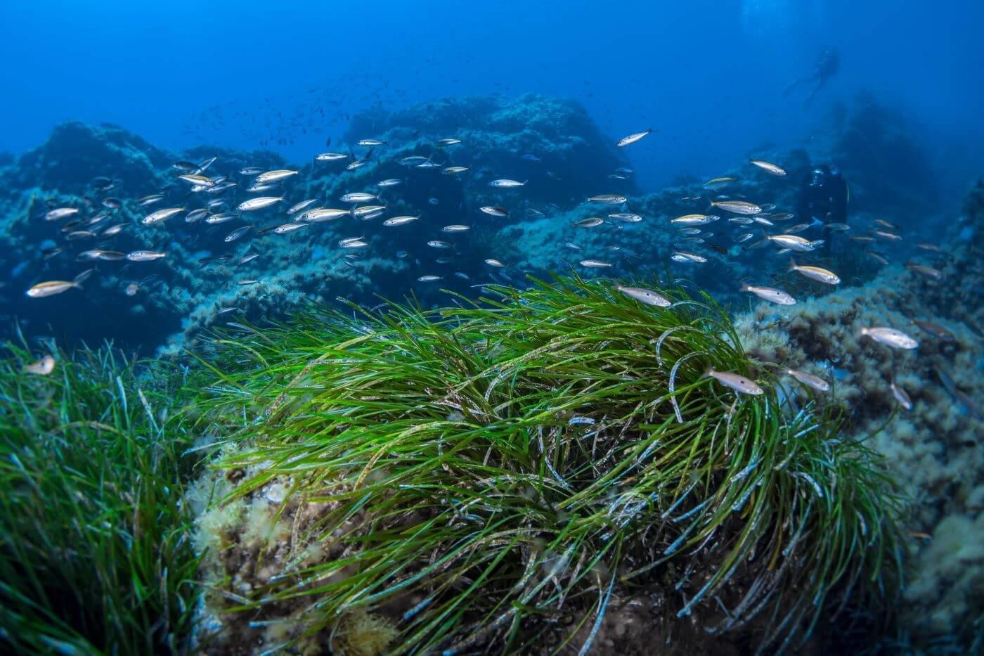 microalgae_biomar_gsr2021