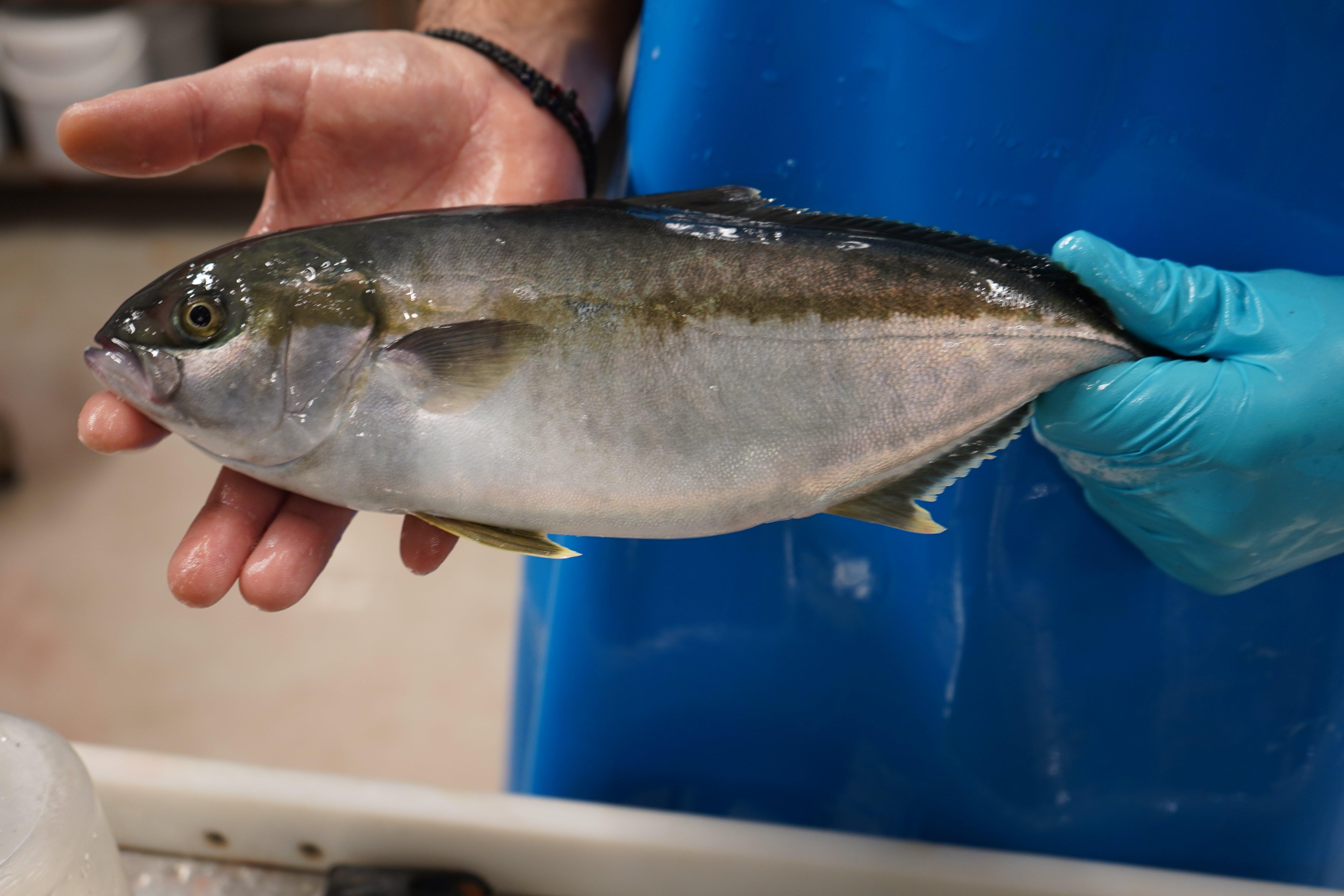 Kingfish Yellowtail Hatchery RAS Hands DSC00269