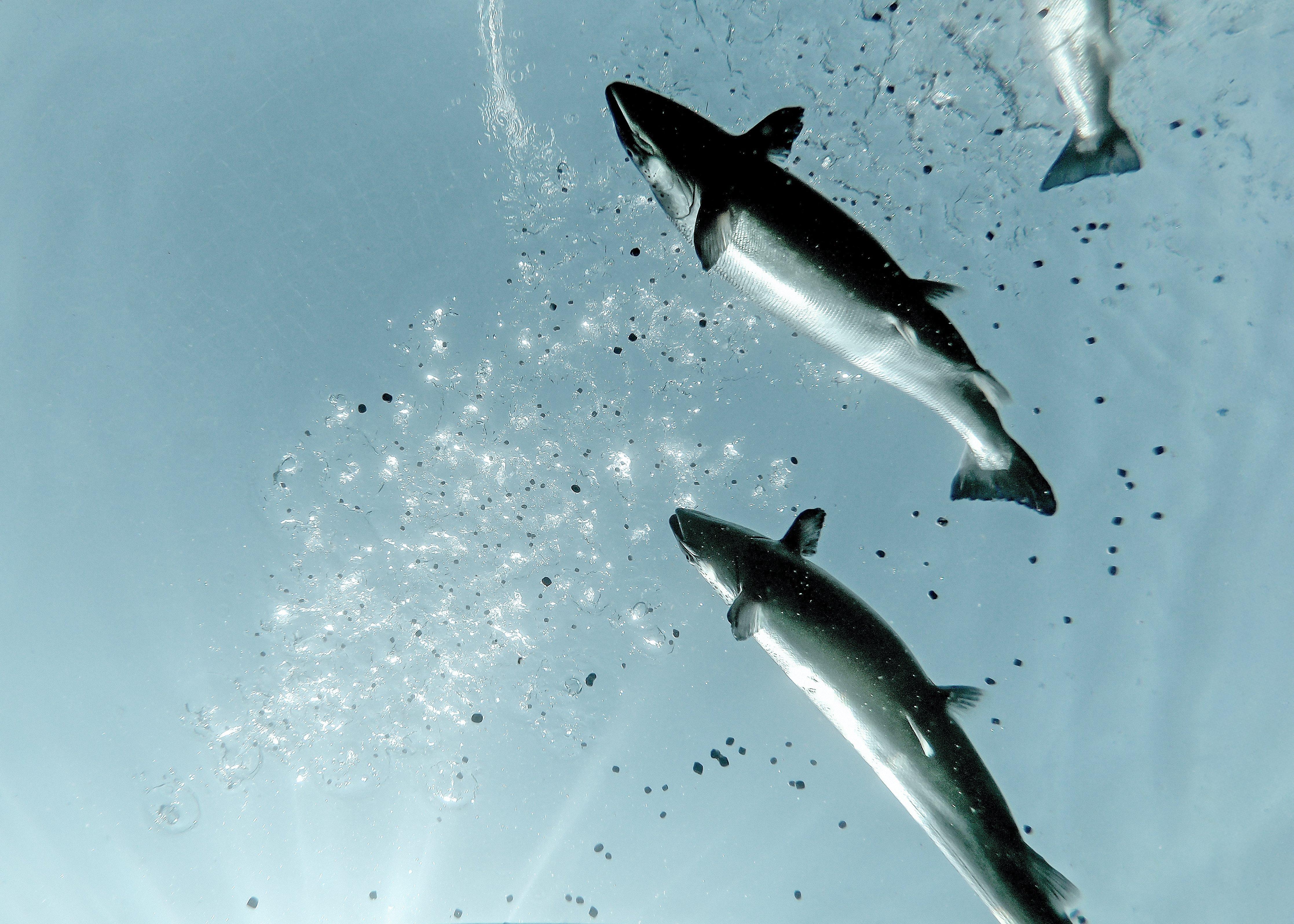 GM_G0035467_Blaaskjaer des 2018 14 - copia 2