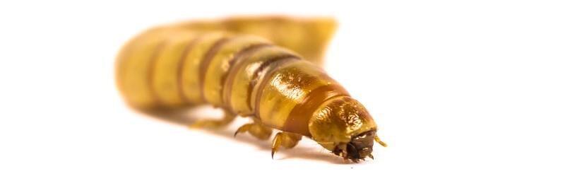 insect meal   fish feed for the future 