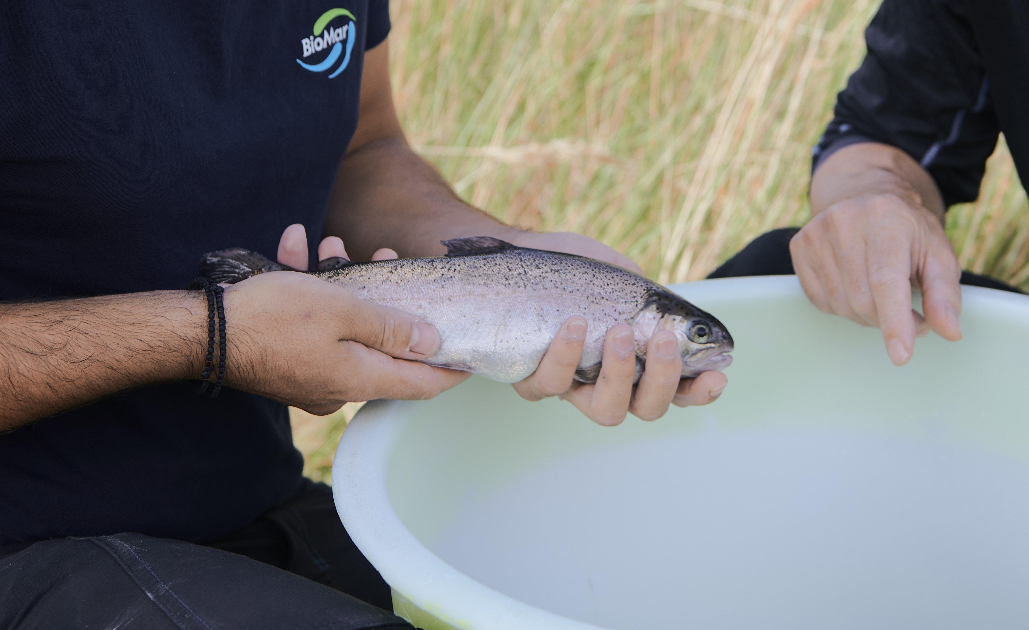 Image-People-Collaboration-Rainbow Trout-biomar_20200915_hirtshals_8282