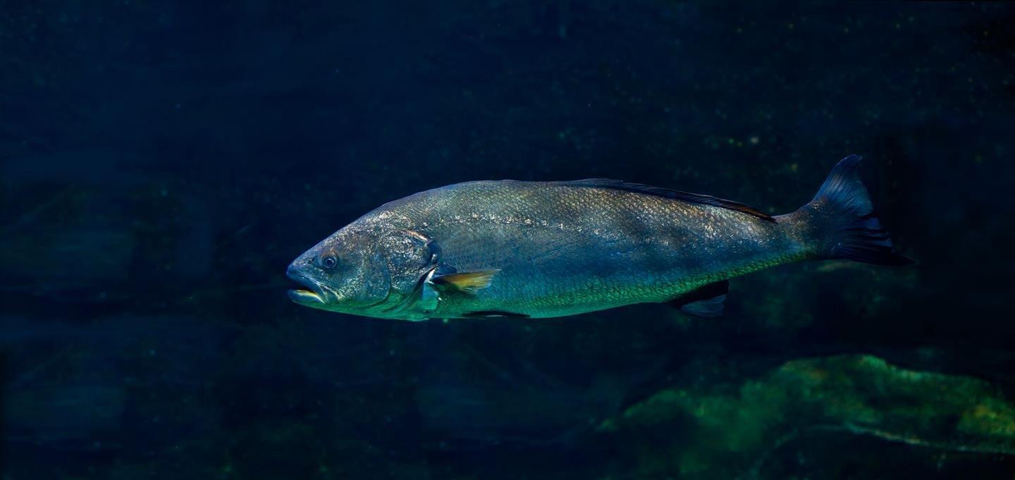 a powerful feed range for meagre 2021